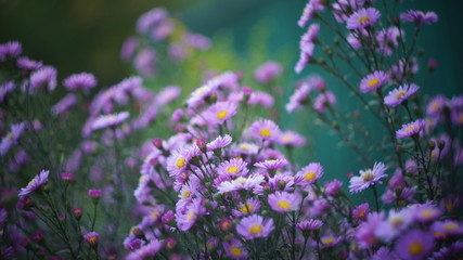 beautiful floral background of autumn flowers. santbrink asters virgin variety Amethyst color...