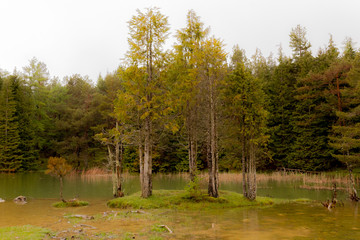 Opacua forest, which is located in Alava