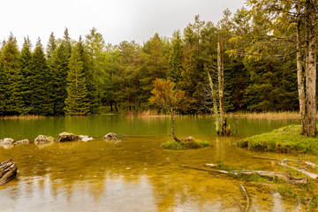 Opacua forest, which is located in Alava