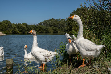 Chinese geese group portrait by a pond in summer