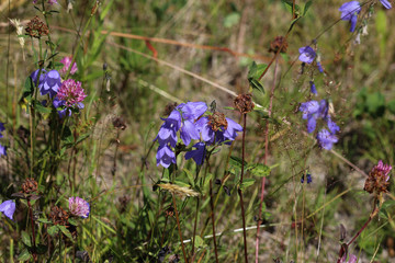 Campanula rotundifolia, known as the harebell, bluebell, blawort, hair-bell and lady's thimble