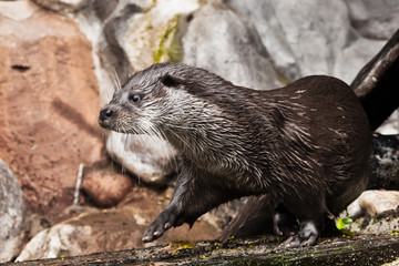 otter animal close-up, animal of Europe and Siberia