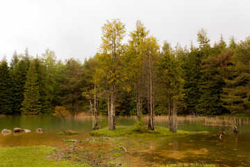 Opacua forest, which is located in Alava