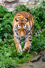 A powerful and beautiful tiger ( red color) on a bright green background of lush tropical vegetation is on the tall grass