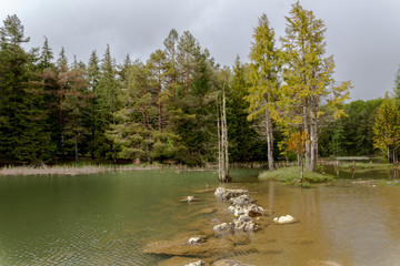 Opacua forest, which is located in Alava