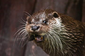 muzzle of an otter, portrait of a baleen otter - closeup animal animal of Europe and Siberia