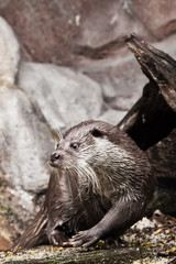 otter animal close-up, animal of Europe and Siberia