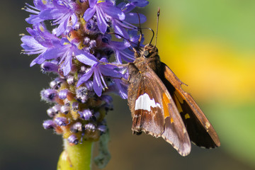 Hesperia leonardus, the Leonard's skipper butterfly perches on a purple flower close up in Pinery...