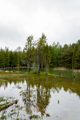 Obraz premium Opacua forest, which is located in Alava