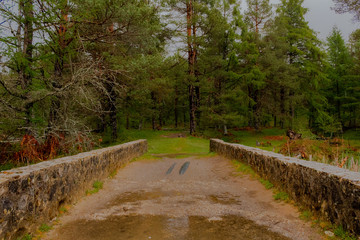 Opacua forest, which is located in Alava
