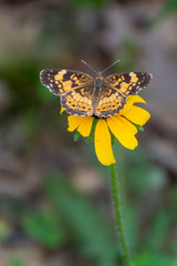 The pearl crescent (Phyciodes tharos) butterfly perched on a yellow flower in Ontario, Canada.