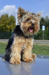 pies, yorkshire, terier, zwierzak, psinka, domowych, bystra, canino, braun, yorkshire terrier