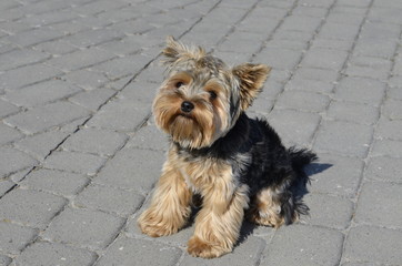 pies, yorkshire, terier, zwierzak, psinka, domowych, bystra, canino, braun, yorkshire terrier