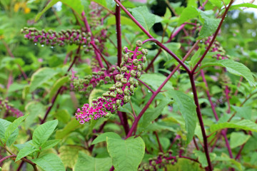 Phytolacca americana, also known as American pokeweed, pokeweed, poke sallet, or poke salad. 