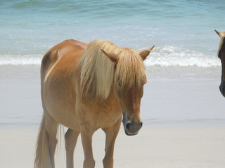 Blondie Horse