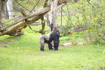 Obraz premium Gorillamänchen im Zoo Leipzig