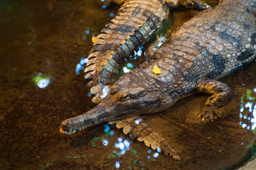 Riga National Zoological Garden, Zoo Mezaparks Riga Latvia Europe