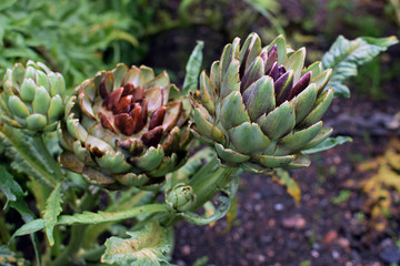 Globe artichokes growing in garden.
