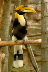 Hornbill is very colorful and art of nature. © Pongsatorn