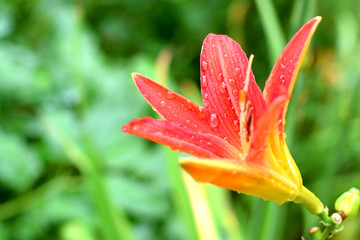 Red daylily (Hemerocallis) flower with water drops. Close up with copy space.