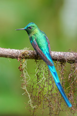 Long-tailed Sylph - Aglaiocercus kingi, beautiful long tailed hummingbird from cloudy forest of Andeans slopes, Guango Lodge, Ecuador, South America.