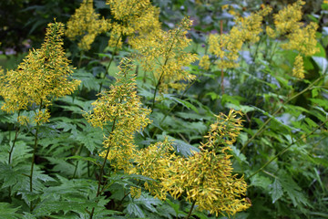 Ligularia tangutica, also known as Chinese ragwort.