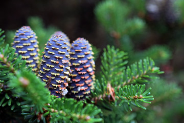Abies koreana, the Korean fir. Beautiful dark purple-blue cones. For example as Christmas card. Blurred background, space for text.