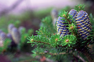 Abies koreana, the Korean fir. Beautiful dark purple-blue cones. Excellent photograph for example as Christmas card. Blurred background, space for text.