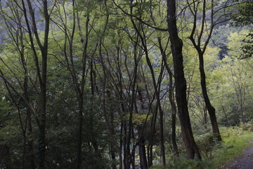 Fototapeta na wymiar Vegetation in the woods