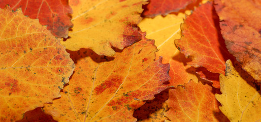 Naklejka na ściany i meble autumn leaves of aspen. fallen yellow red leaves background texture
