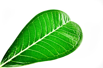 Green leaf on white background