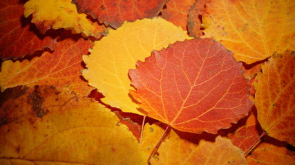 autumn leaves of aspen. fallen yellow red leaves background texture