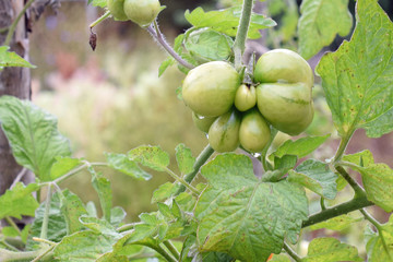 Ripening voyage tomato in a garden.