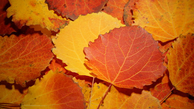 autumn leaves of aspen. fallen yellow red leaves background texture