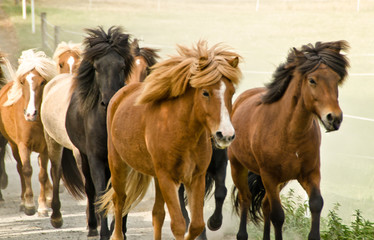 A herd of wild icelandic horses are galopping directly in the direction of the camera