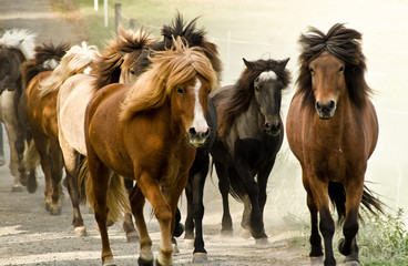 A herd of wild icelandic horses are galopping directly in the direction of the camera