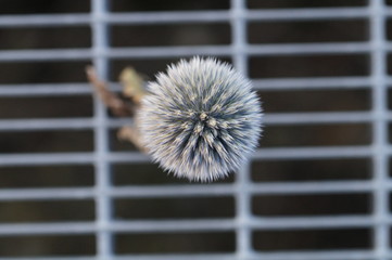 Distel auf Gitter 4