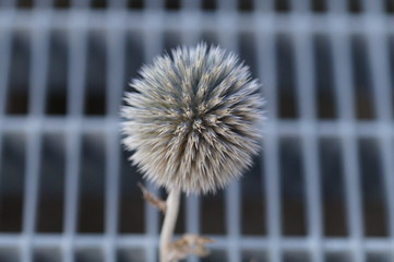 Distel auf Gitter 3