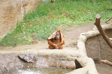 Uran Utan lustig im Zoo decke über dem Kopf © Kornelia