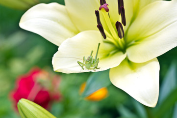 Lily flower on a background of green grass. Grasshopper on a lily petal. Beautiful summer background.