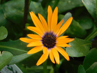 Yellow flower