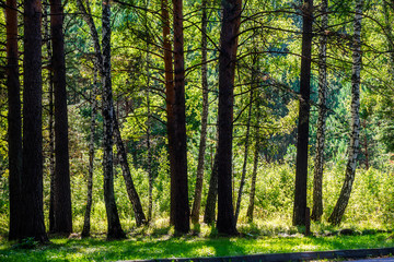 Fototapeta na wymiar Beautiful summer forest with different trees