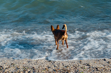 Little cute curious red dog standing backwards and looking at the sea. Male dog. Back view