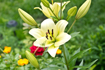 Lily flower on a background of green grass. Grasshopper on a lily petal. Beautiful summer background.