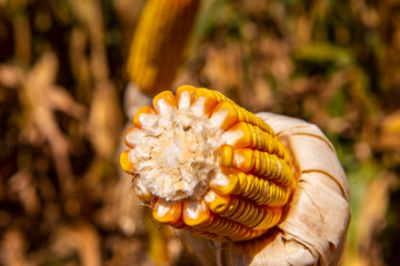 Agriculture, corn seed details, blue sky photography closeup macro