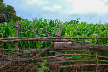 canna da zucchero