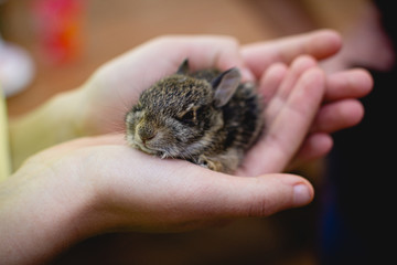 Girl carefully holding a baby rabbit in her hands