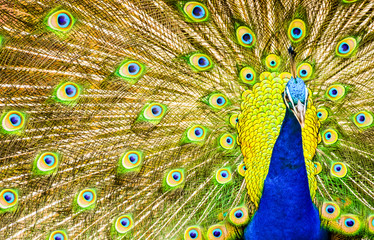 Obraz premium Peacock majestic with unfolded tail