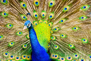 Obraz premium Peacock majestic with unfolded tail