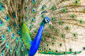 Obraz premium Peacock majestic with unfolded tail